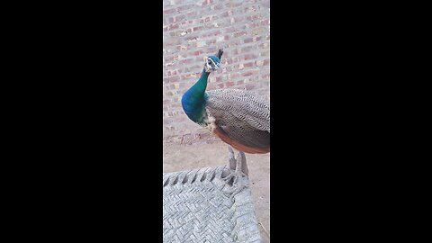 Beautiful peacock