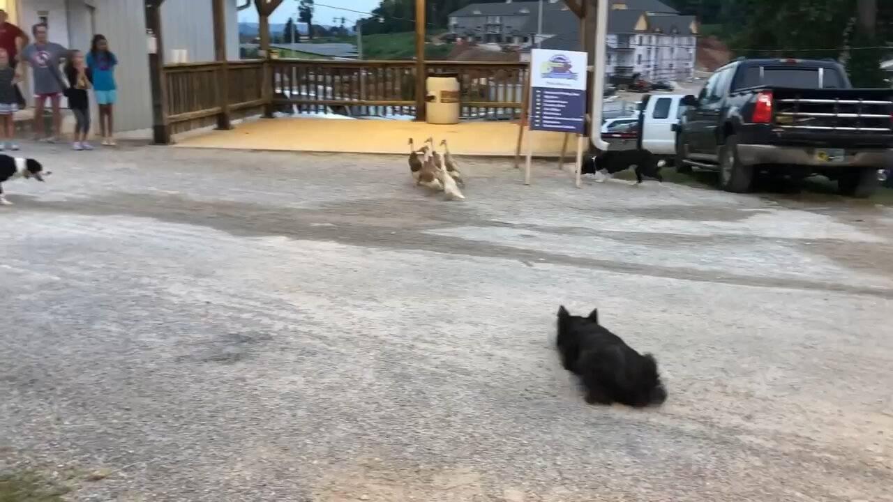 Dogs Herding Ducks