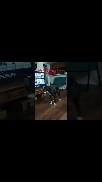 My Dog acting like a weirdo!!