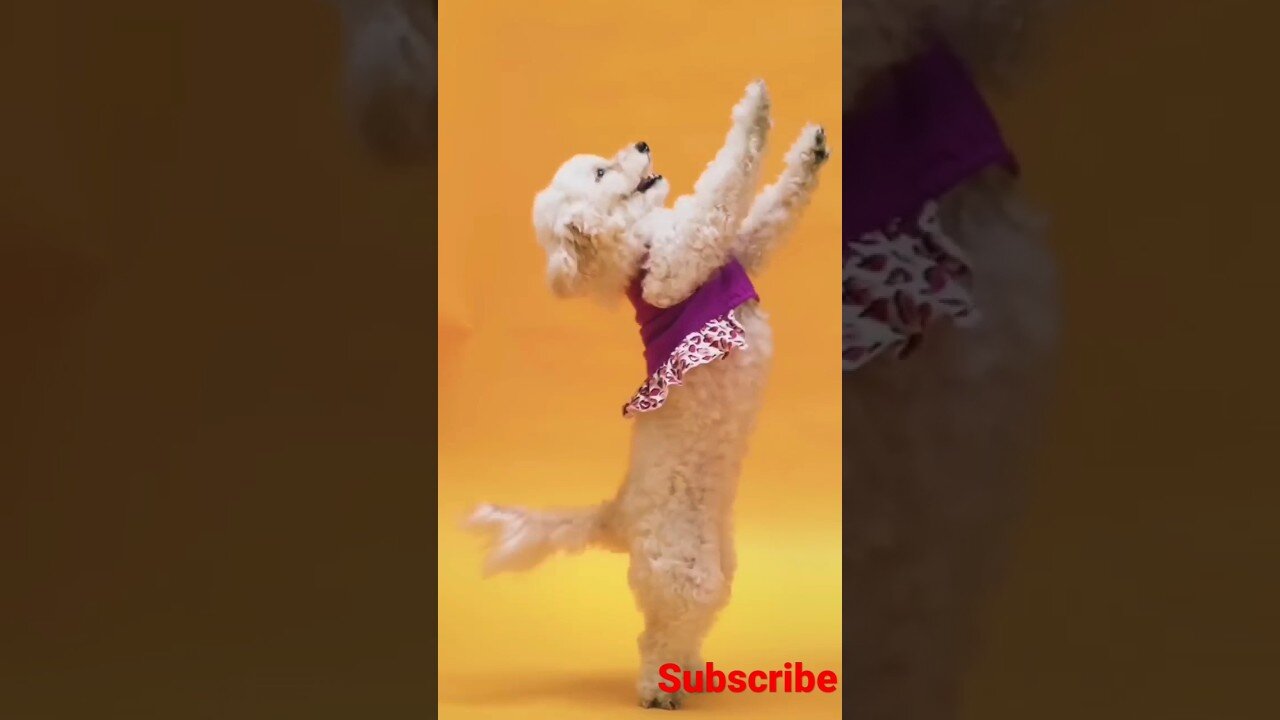 cute dog dance #shorts #short #viral #youtubeshorts #animals