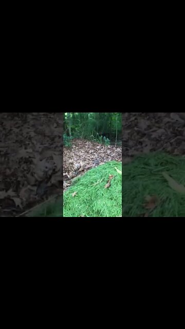 Where to put your Compost pile for maximum benefit