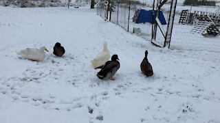 Ducks hanging out in snow