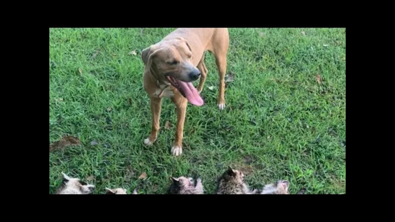 Mountain Cur Raccoon Hunting