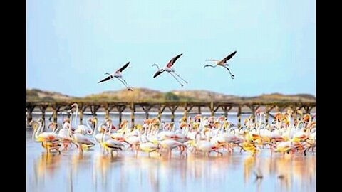 Birds on sky