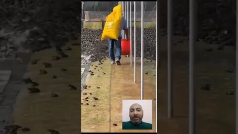 أكبر مزرعة ضفادع في العالم || #shorts ♥️