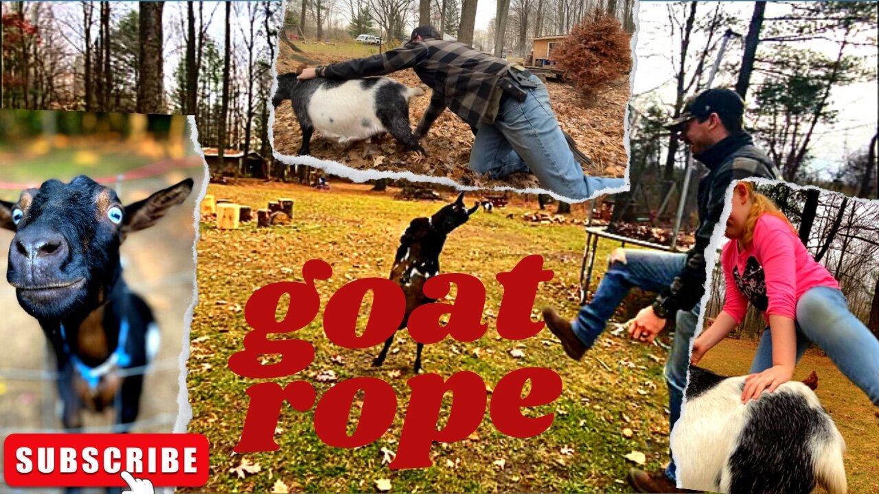 Farm chores turn into a goat rope!