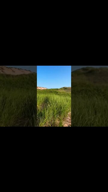 Beautiful greenery on the beach