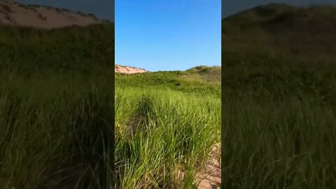 Beautiful greenery on the beach