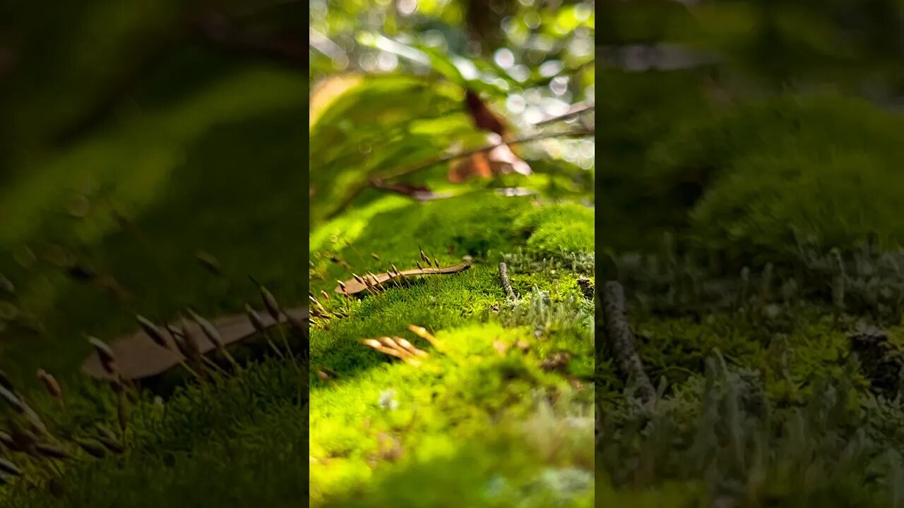 EXTREME Close Ups in Magical Florida Forest #nature