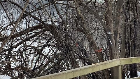 Cardinals and other birds James Gardens