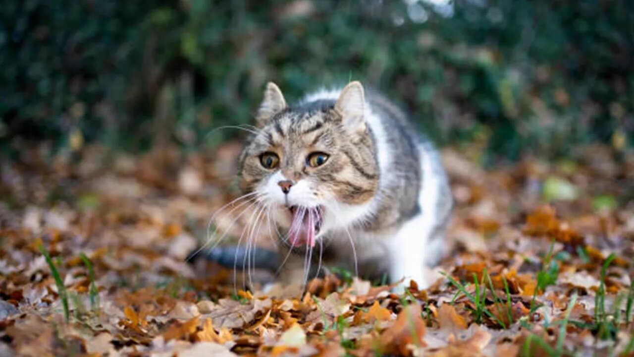 Cute and Funny Cat Videos Compilation - Don't try to hold back Laughter 😂 - FairyCats