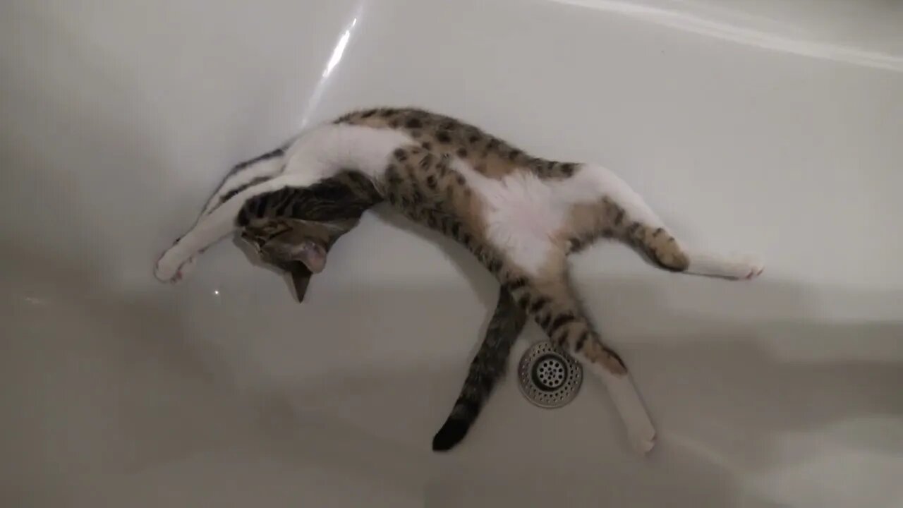 Heat Makes the Small Cat Hide in the Bathroom