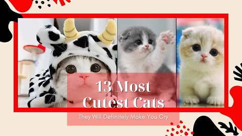 13 Most Adorable Cats - Most Definitely You'll Cry #shorts