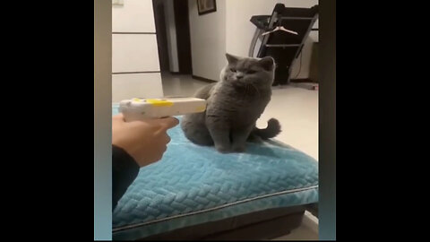 Funny video of playing with animals🐱