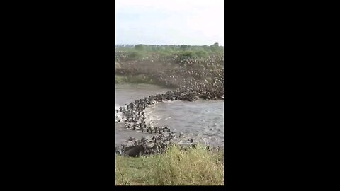 Wildebeest Migration