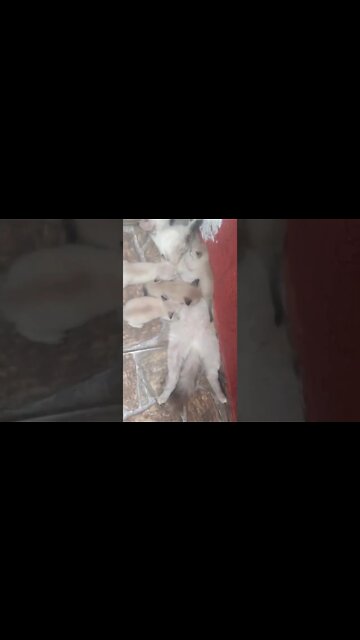 não tenho sossego! #gato#felino#amor