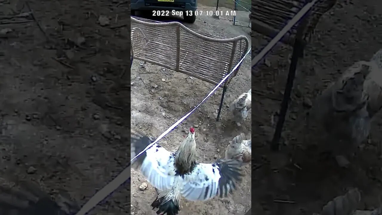 The secret life of chickens