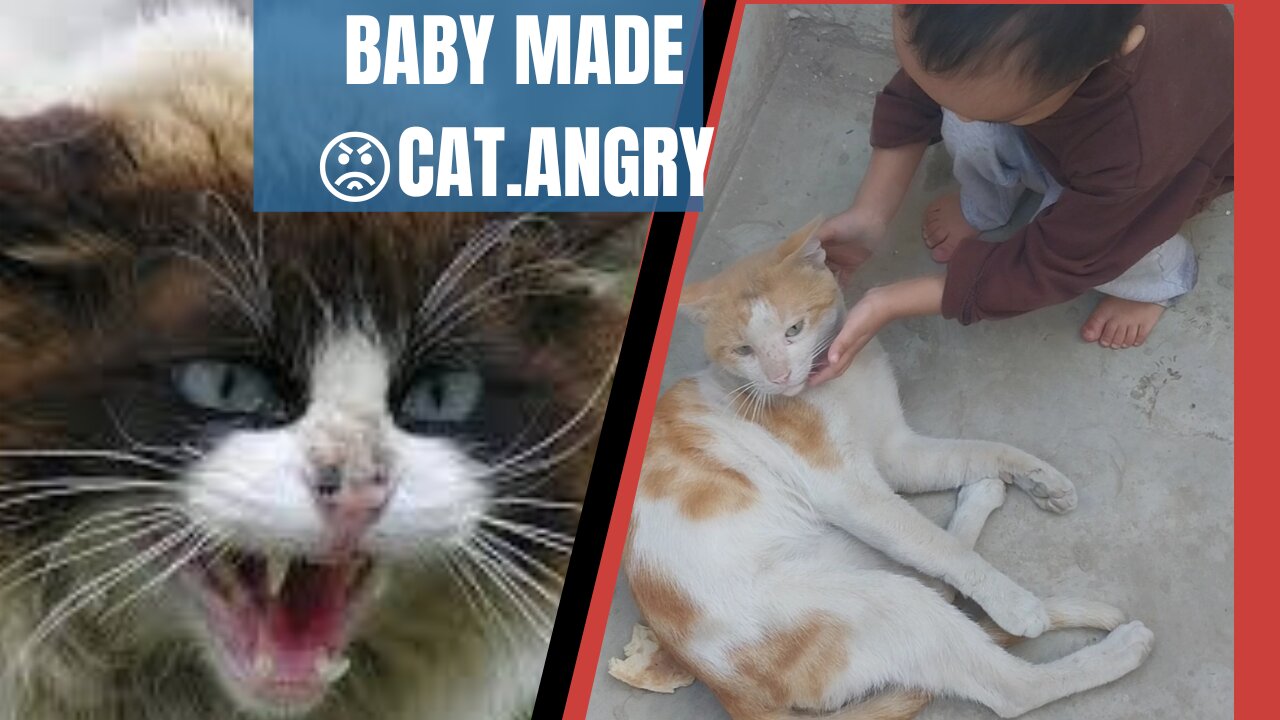 Cat become angry 😡 and frustrated on two naughty childs