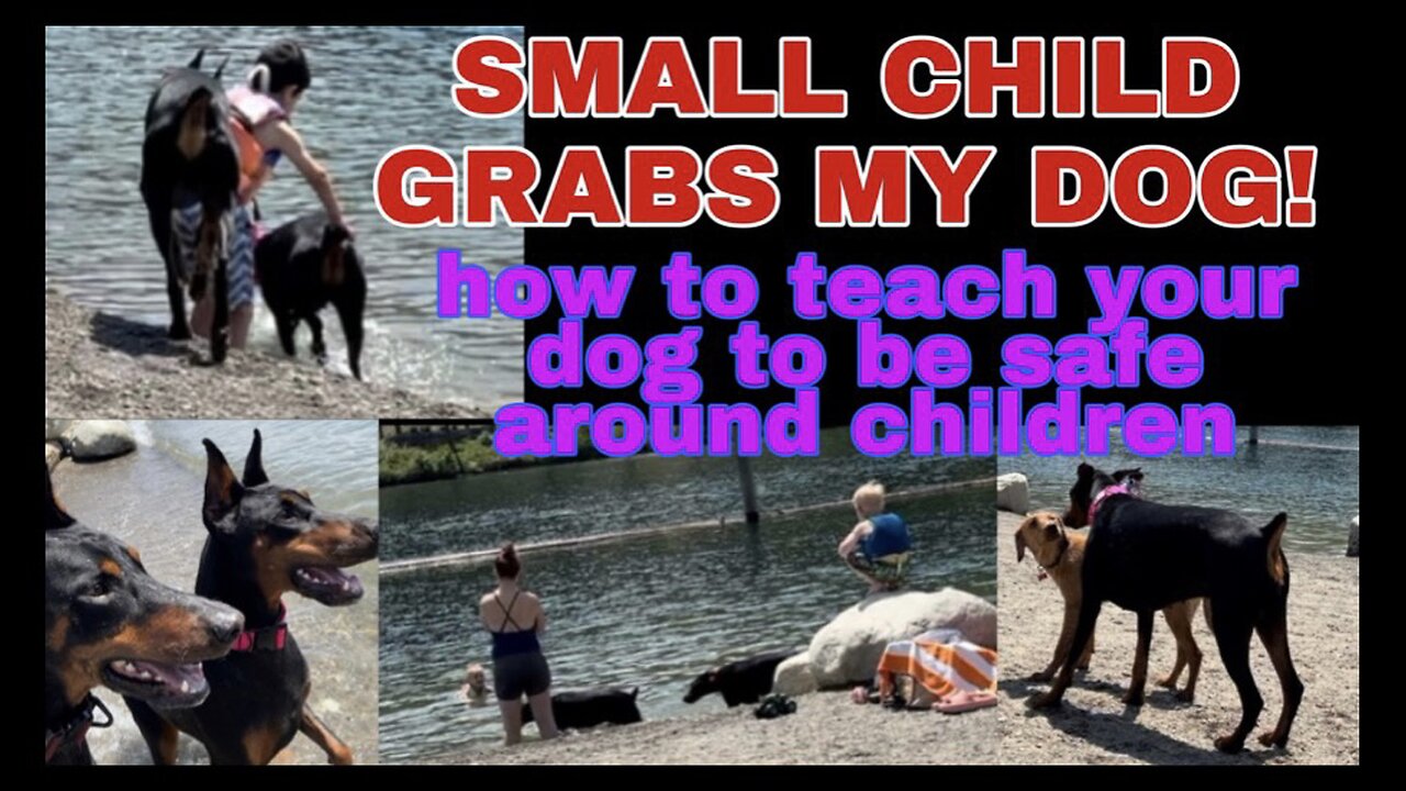 Small Child grabs my Doberman by surprise!