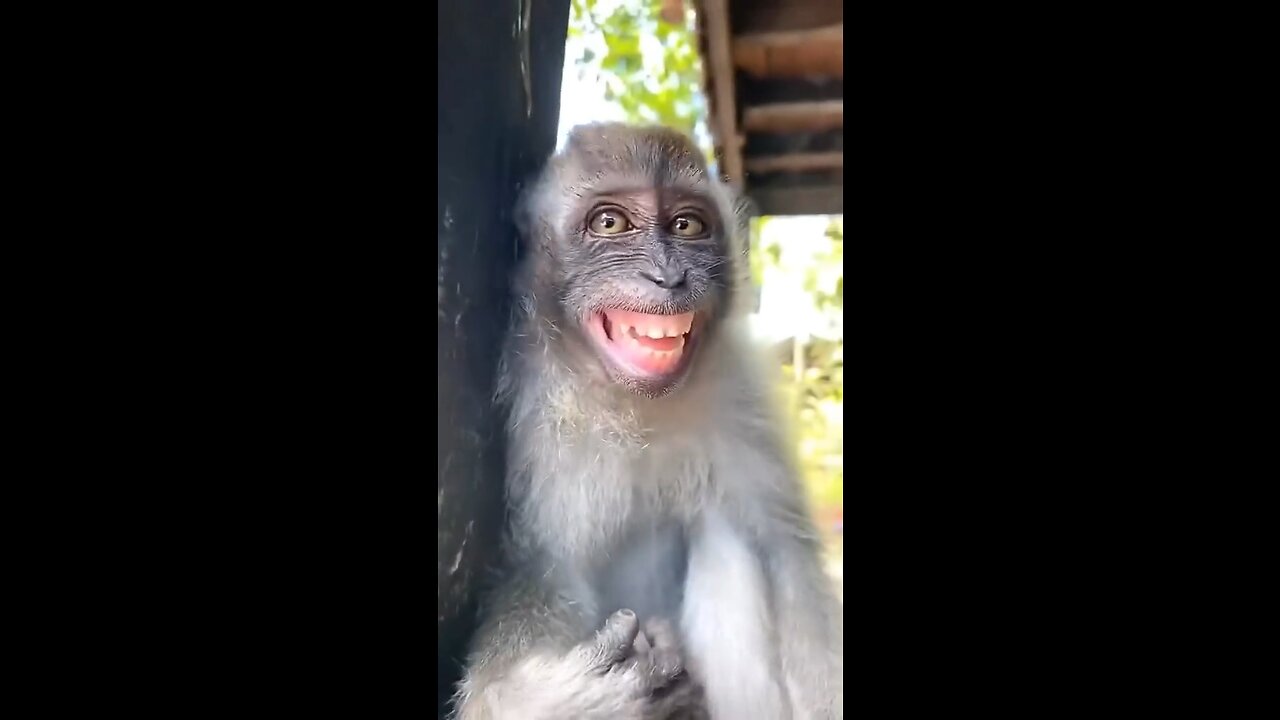 Crazy Silly Monkey Smile