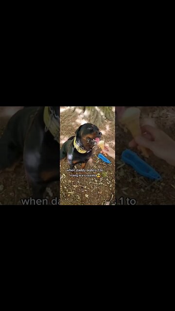 daddy dropped it 🍦" I call 5-second rule"! 🤗 #rottweiler #dog