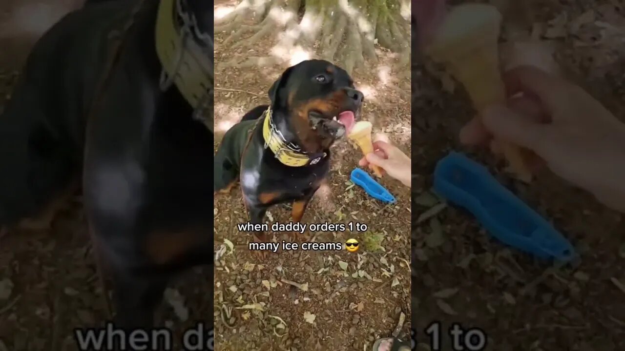 daddy dropped it 🍦" I call 5-second rule"! 🤗 #rottweiler #dog