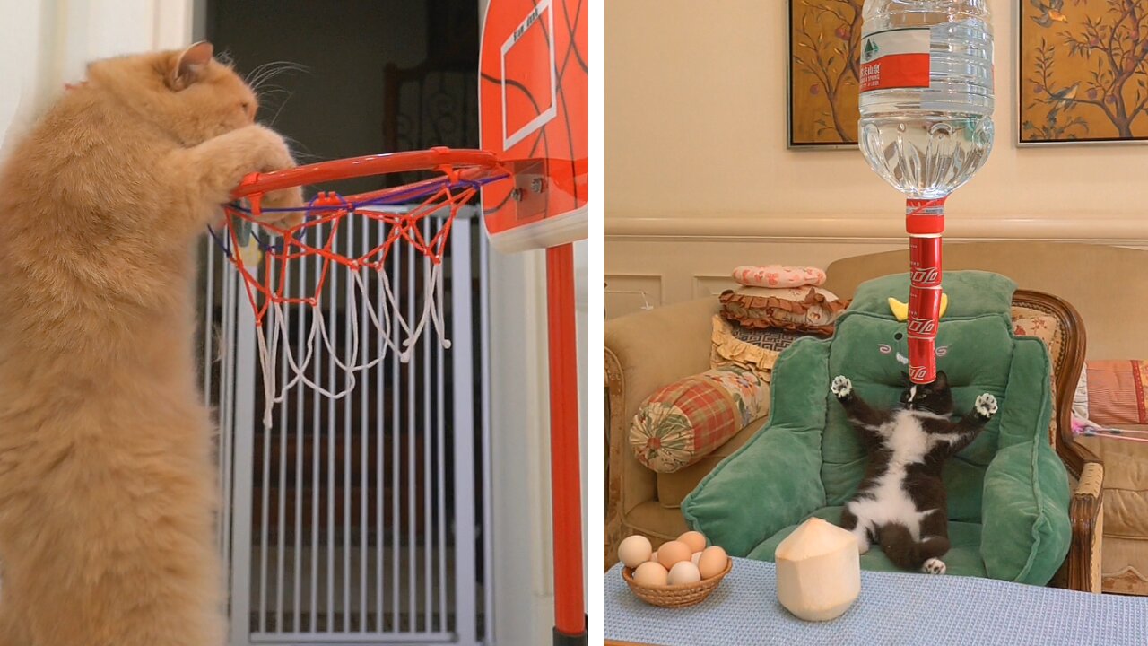 Cats playing the basketball players in a team.