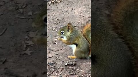 Close up of a squirrel