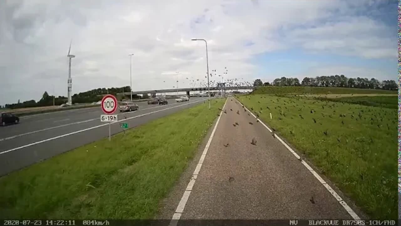 Vogels op de busbaan A4. Altijd lastig.