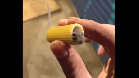 Mouse trapped in a pasta _02_ Daily Dose of Funny Animals