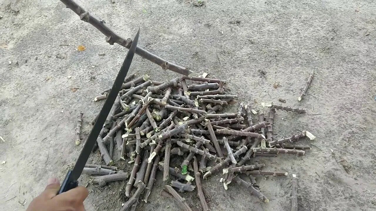 Chuva caiu no Sertão galera hoje vamos plantar a manaiba