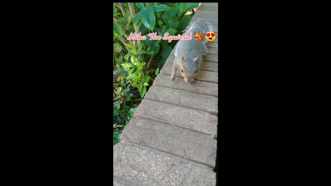 Mika The Squirrel 🐿️😍❤️.