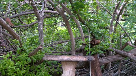 Brown Thrasher
