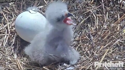 As of sundown, E 16 is still hatching. He has his little winglet out. 4-1-20