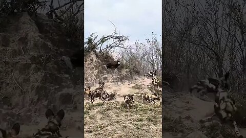 #ytshorts #huntingchannel #huntingcompanion #hunting #huntingdog #deer #wildanimalhunting