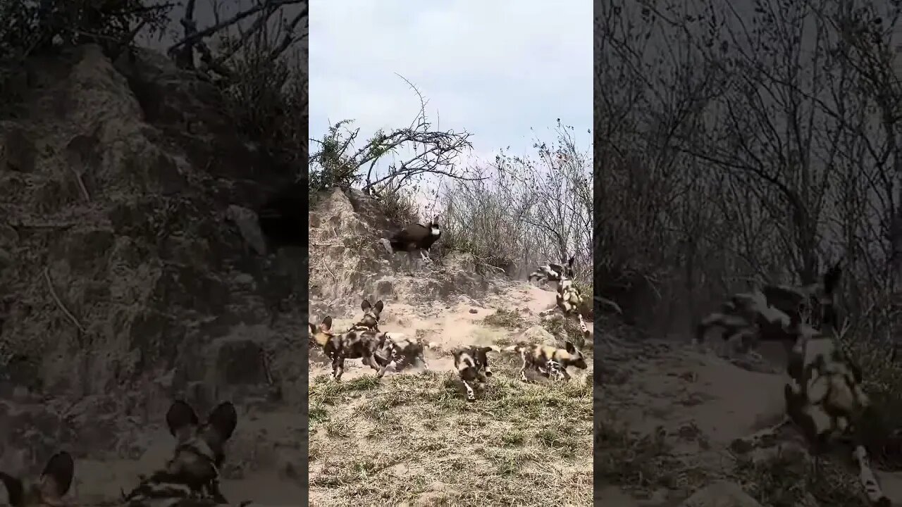 #ytshorts #huntingchannel #huntingcompanion #hunting #huntingdog #deer #wildanimalhunting
