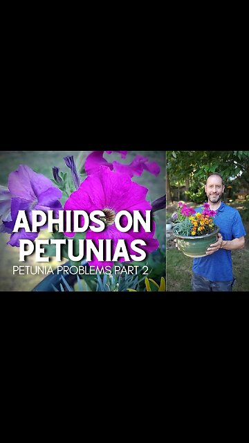 🐛 Aphids on Petunias (Petunia Problems, part 2) - #Shorts 🐛