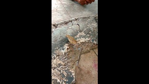 Leaf like butterfly