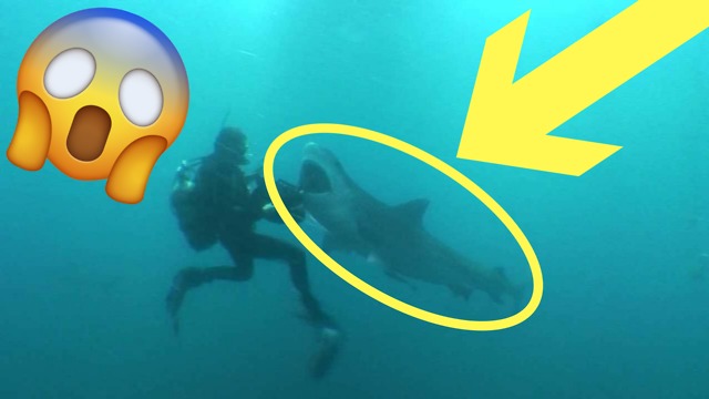 Scuba Diver Almost ATTACKED by a SHARK?!