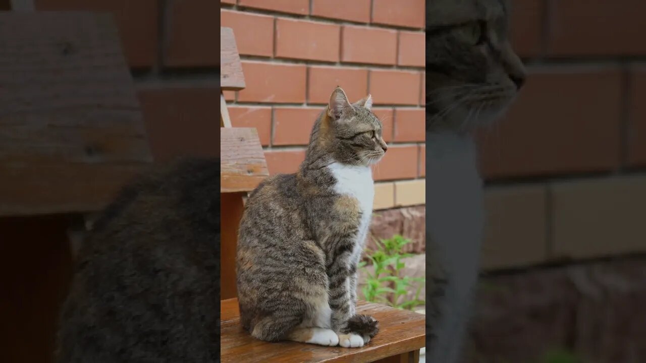 KUCING LUCU #PART 40