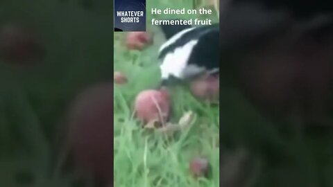 🐦 You seen a drunk bird #shorts #birds