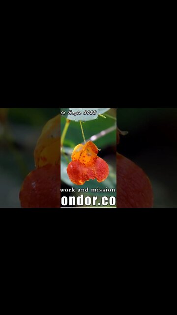 Brave Conscious Peaceful Warriors of the New Edenic Timeline ~ ENTERING THE AXIS OF TIME