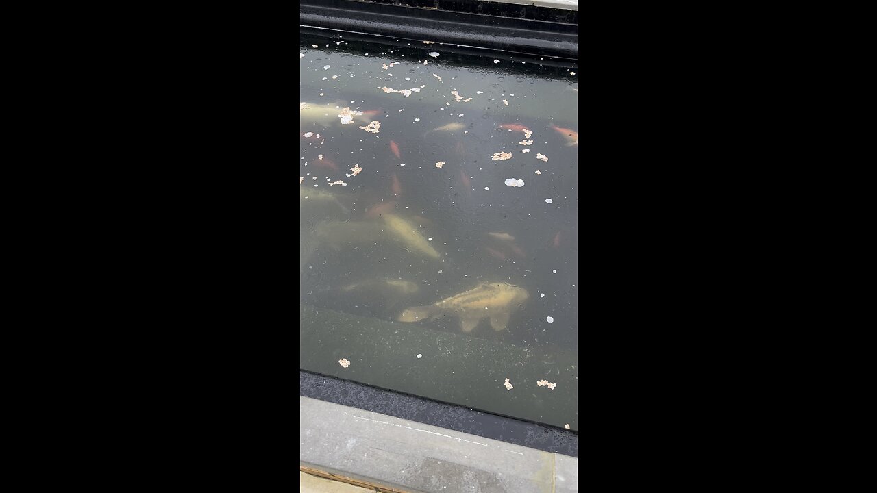 Fish