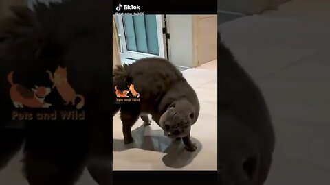 Funny Dogs - Cute and Funny Dogs Reaction Videos Compilation #25 | Pets and Wild