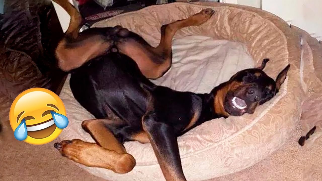Funny Animal Videos 2023 π - Funniest Dogs And Cats Videos πΊπ