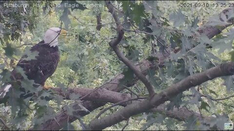 Hays Eagles Dad plays peek a boo in the attic 2021 09 10 13:26:25