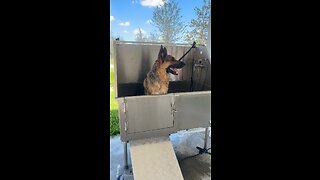 Mojo takes a bath