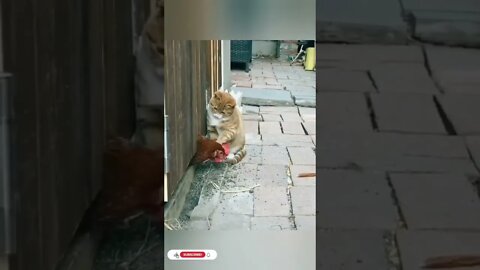 cute cat videos 😹 funny videos 😂1826