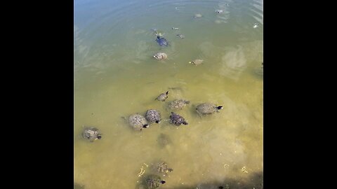 Turtle 🐢 soup.