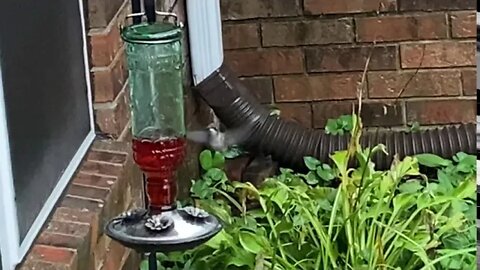 Humming birds in a thunderstorm
